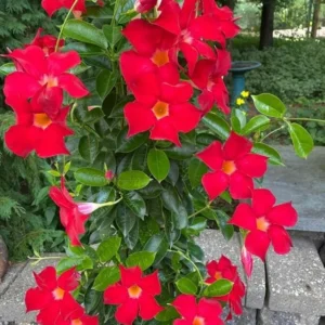 Red Mandevilla Live Plant Starter Set - 2 Vines, 4-6" Tall - Tropical Garden - Image 1