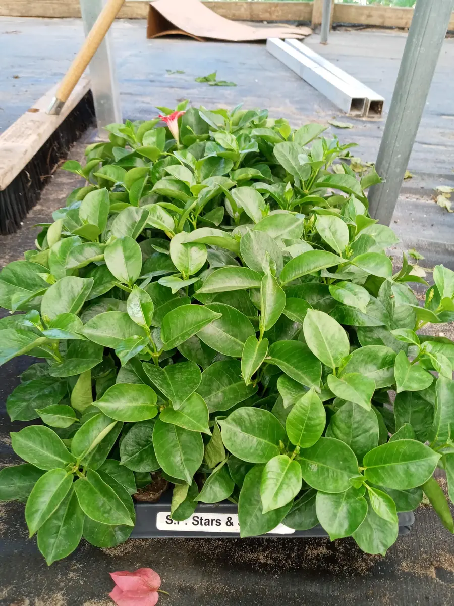 Red Mandevilla Live Plant Starter Set - 2 Vines, 4-6" Tall - Tropical Garden - Image 4