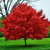Red Maple Bare-Root Tree - Acer Rubrum Live Plant for Landscaping - Image 1