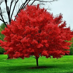 Red Maple Bare-Root Tree - Acer Rubrum Live Plant for Landscaping - Image 1