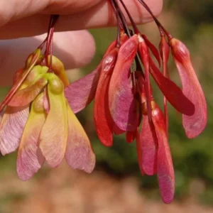 Red Maple Live Plant – Quart Pot – Fast Growing Shade Tree – Outdoor - Image 5