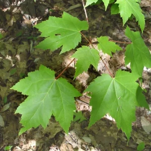 Red Maple Live Plant – Quart Pot – Fast Growing Shade Tree – Outdoor - Image 7