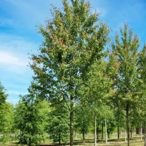 Red Maple Live Plant – Quart Pot – Fast Growing Shade Tree – Outdoor - Image 8