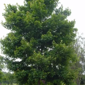 Red Maple Live Plant – Quart Pot – Fast Growing Shade Tree – Outdoor - Image 9