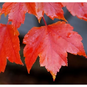 Red Maple 'October Glory' Live Bare Root Tree - 12+ Inches - Outdoor - Image 5