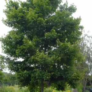 Red Maple Tree – Live Plant – 12-16