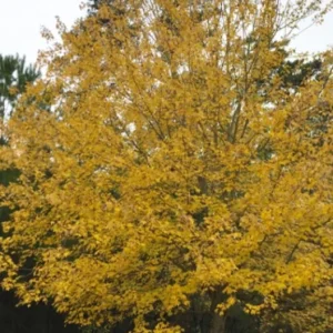 Red Maple Tree – Live Plant – 12-16