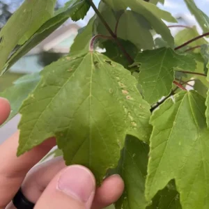 Red Maple Tree – Live Plant – 12-16" Tall – Quart Pot – Outdoor Shade Tree - Image 1