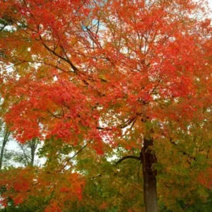 Red Maple Tree Live Plant – Acer Rubrum, 1 Quart Pot, 6-12 inches, Outdoor Shade Tree - Image 10