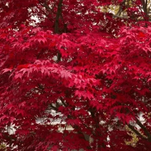 Red Maple Tree Live Plant – Acer Rubrum, 1 Quart Pot, 6-12 inches, Outdoor Shade Tree - Image 3