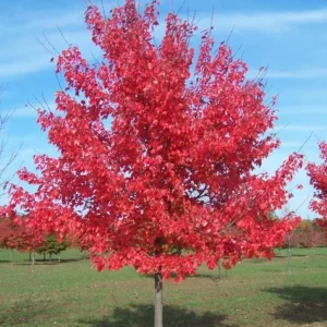 Red Maple Tree Live Plant – Acer Rubrum, 1 Quart Pot, 6-12 inches, Outdoor Shade Tree - Image 4