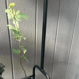 Red Maple Tree Live Plant – Acer Rubrum, 1 Quart Pot, 6-12 inches, Outdoor Shade Tree - Image 6