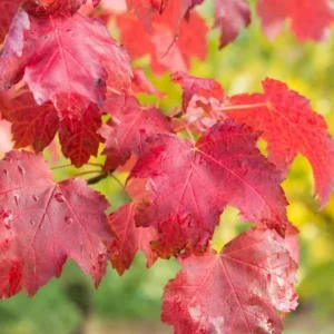 Red Maple Tree Live Plant – Acer Rubrum, 1 Quart Pot, 6-12 inches, Outdoor Shade Tree - Image 9