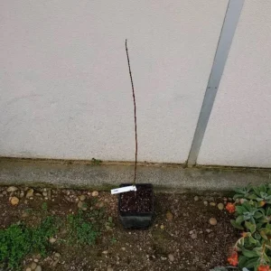 Red Maple Tree Live Plant – Acer Rubrum – 2.5 inch Pot, 6-12 inches Tall – Outdoor Shade Tree - Image 4