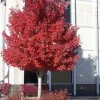Red Maple Tree Live Plant – Acer Rubrum – 6-12" Tall in 4" Container – Outdoor Shade Tree - Image 1