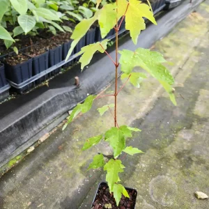 Red Maple Tree Live Plant – Acer Rubrum – 6-12