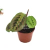 Red Maranta Prayer Plant - Live Houseplant - 3 inch Pot - Indoor Foliage - Image 1