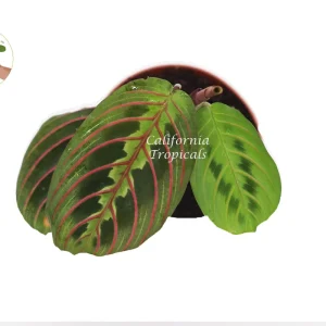 Red Maranta Prayer Plant - Live Houseplant - 3 inch Pot - Indoor Foliage - Image 2