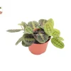 Red Maranta Prayer Plant – Live Plant – 6 inch Pot – Indoor Houseplant - Image 1