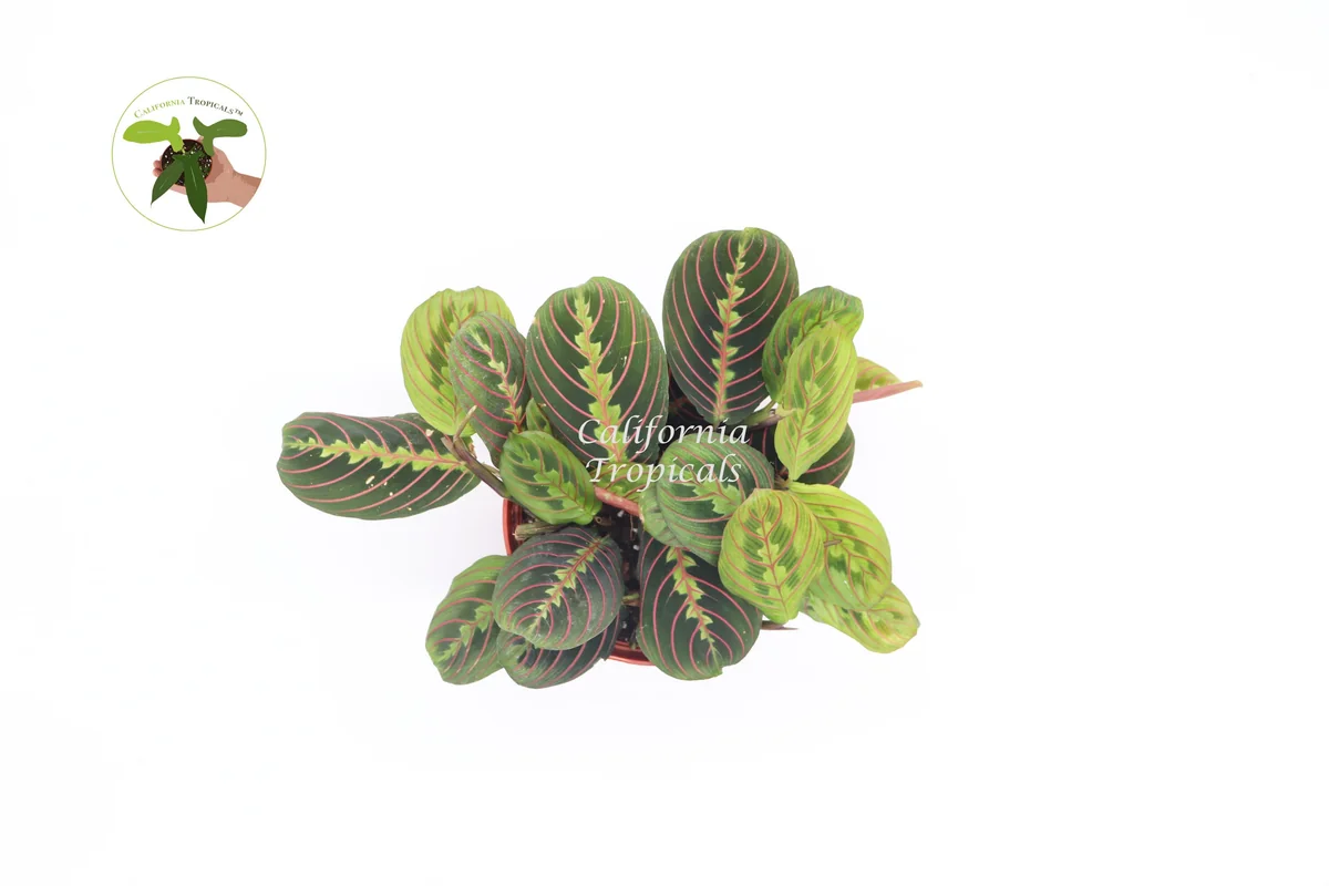 Red Maranta Prayer Plant – Live Plant – 6 inch Pot – Indoor Houseplant - Image 2