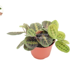 Red Maranta Prayer Plant – Live Plant – 6 inch Pot – Indoor Houseplant - Image 1