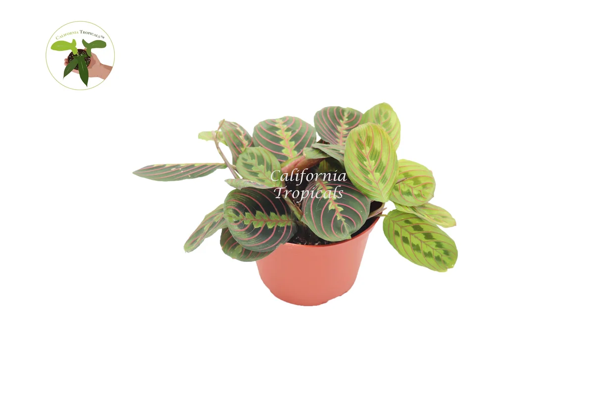 Red Maranta Prayer Plant – Live Plant – 6 inch Pot – Indoor Houseplant - Image 1