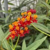 Red Milkweed Live Plant - Set of 2 Starter Plants, 3-6" Tall - Asclepias perennis for Butterflies - Image 1