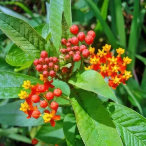 Red Milkweed Live Plant - Set of 2 Starter Plants, 3-6