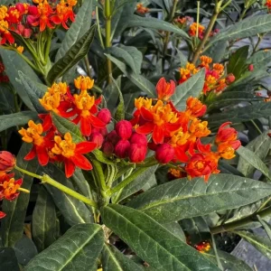 Red Milkweed Live Plant - Set of 2 Starter Plants, 3-6