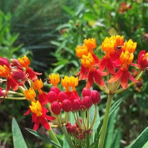 Red Milkweed Live Plant - Set of 2 Starter Plants, 3-6