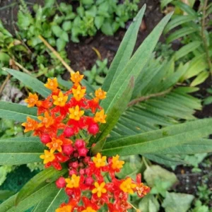Red Milkweed Live Plant - Set of 2 Starter Plants, 3-6