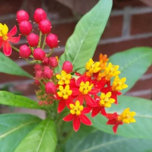 Red Milkweed Live Plant - Set of 2 Starter Plants, 3-6