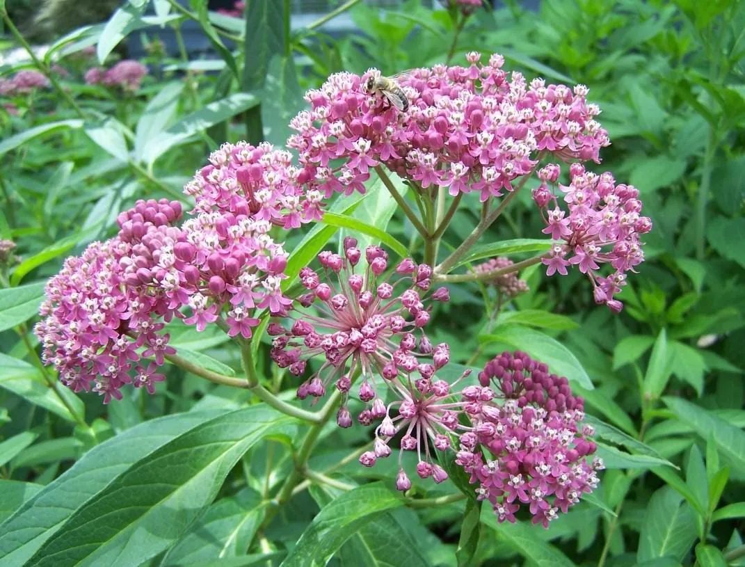 Red Milkweed Live Starter Plants - Set of 2, 4-8" Tall, Perennial, Attracts Monarch Butterflies - Image 2