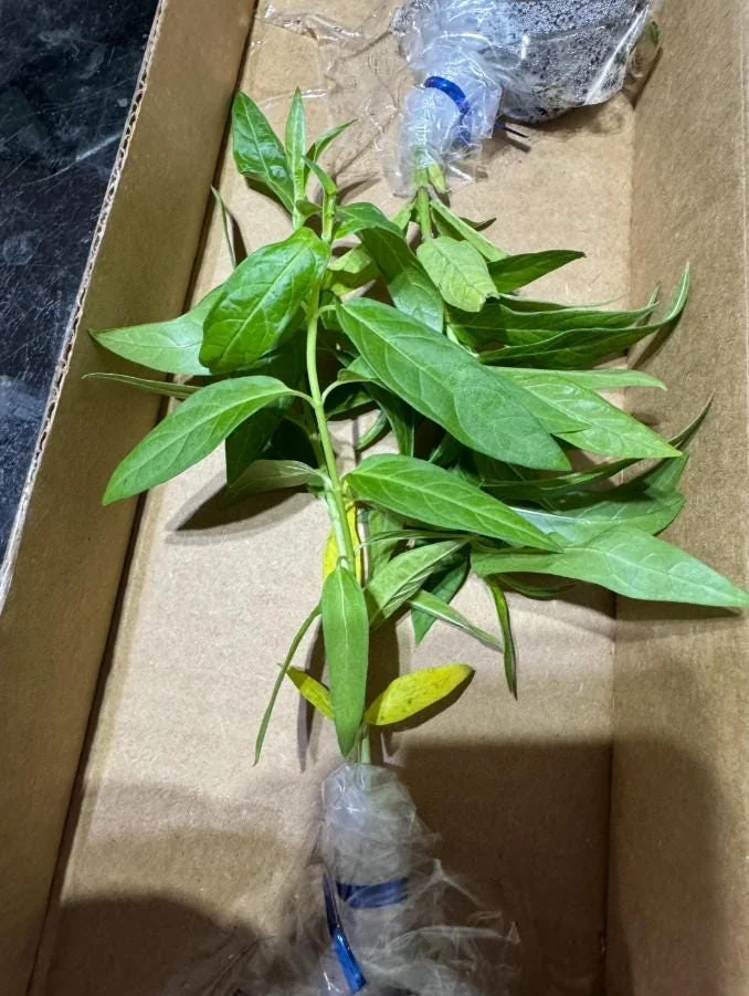 Red Milkweed Live Starter Plants - Set of 2, 4-8" Tall, Perennial, Attracts Monarch Butterflies - Image 4