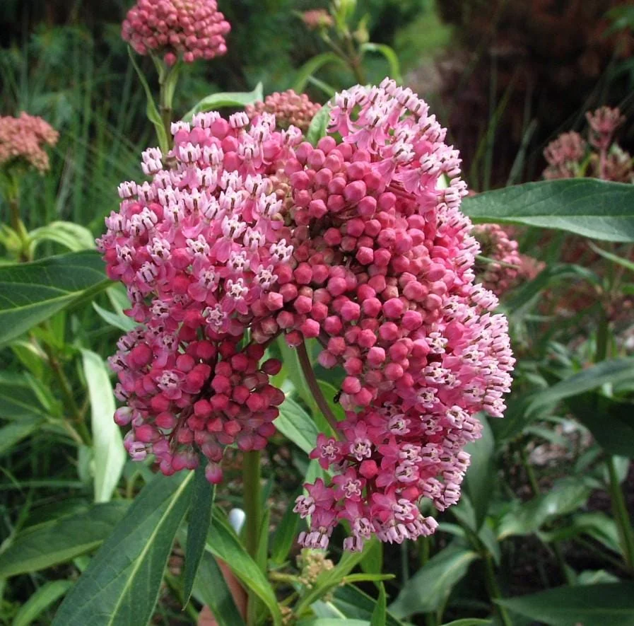 Red Milkweed Live Starter Plants - Set of 2, 4-8" Tall, Perennial, Attracts Monarch Butterflies - Image 1