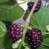 Red Mulberry Bare Root Seedlings - 5 Pack, 12-18" Tall Live Fruit Tree - Image 1