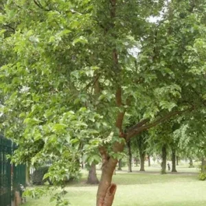 Red Mulberry Bare Root Seedlings - 5 Pack, 12-18