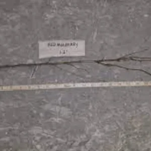 Red Mulberry Tree 12-24in Tall Morus rubra Bare Root Fruit Tree - Image 2