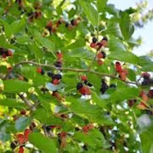 Red Mulberry Tree 12-24in Tall Morus rubra Bare Root Fruit Tree - Image 4
