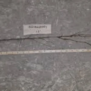 Red Mulberry Tree - 5 Bare Root Plants, 12-24in Tall (Morus rubra) - Image 2