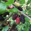 Red Mulberry Tree Live Plant - Morus rubra - Bare Root - 12-24in Tall - Image 1
