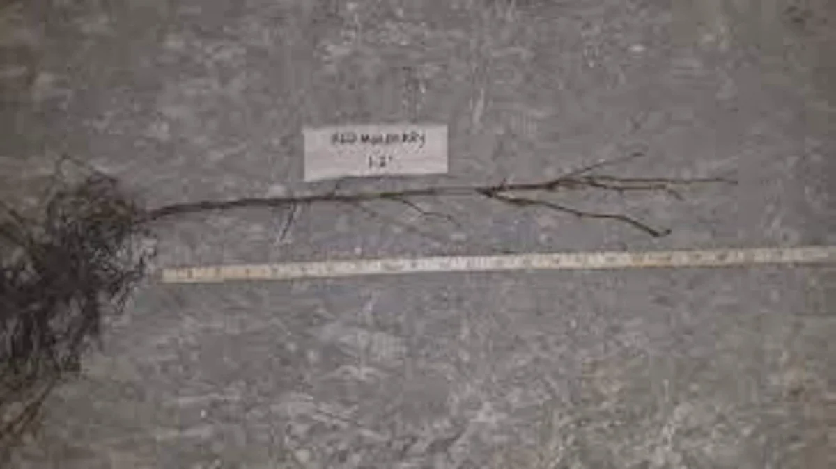 Red Mulberry Tree Live Plant - Morus rubra - Bare Root - 12-24in Tall - Image 2