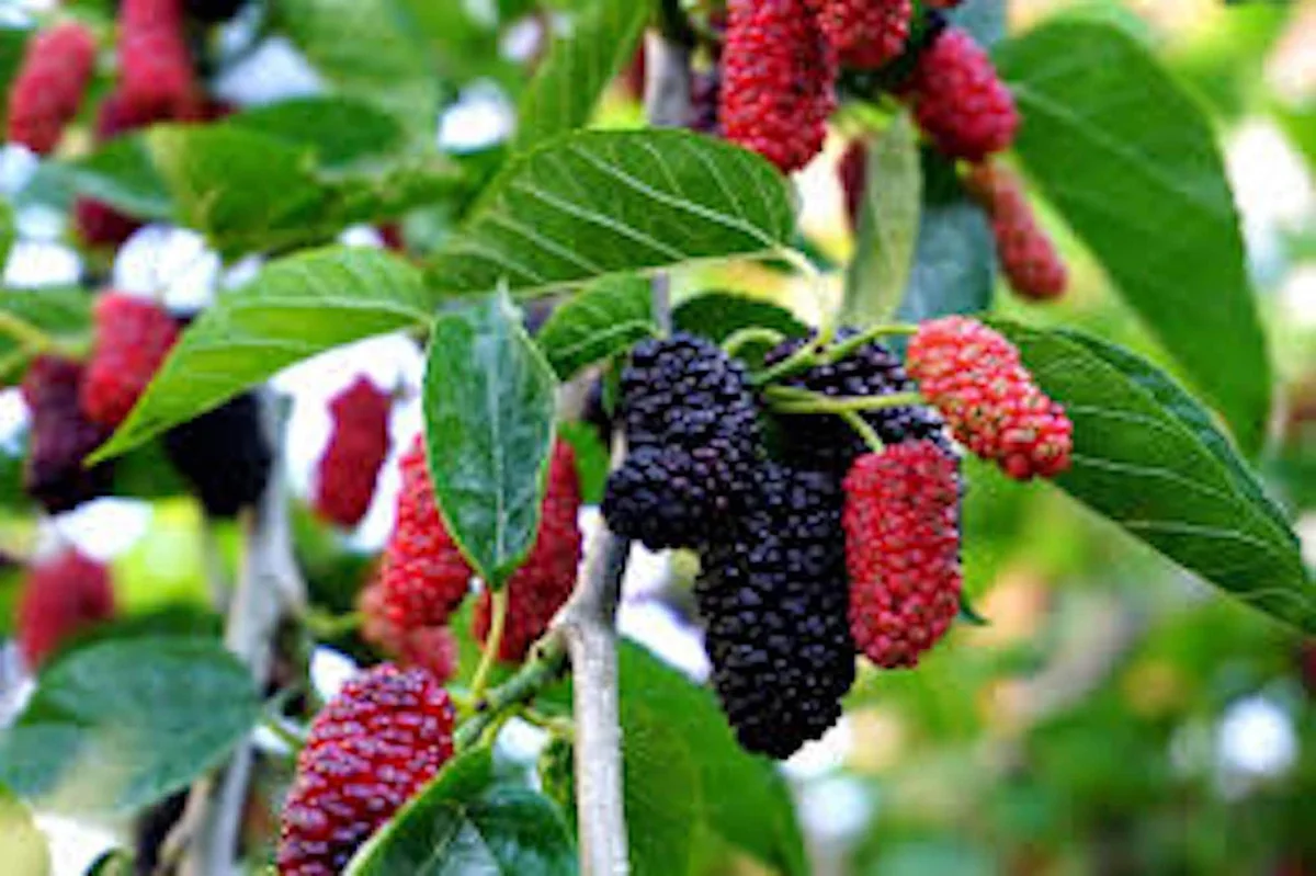 Red Mulberry Tree Live Plant - Morus rubra - Bare Root - 12-24in Tall - Image 3