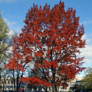 Red Oak Live Plant - Quart Pot Seedling - Fast-Growing Native Shade Tree - Image 2