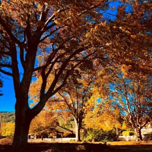 Red Oak Live Plant - Quart Pot Seedling - Fast-Growing Native Shade Tree - Image 5