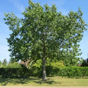 Red Oak Live Plant - Quart Pot Seedling - Fast-Growing Native Shade Tree - Image 6