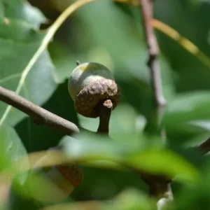 Red Oak Live Plant - Quart Pot Seedling - Fast-Growing Native Shade Tree - Image 7