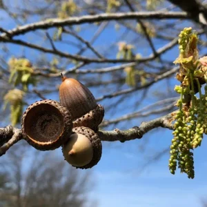Red Oak Live Plant - Quart Pot Seedling - Fast-Growing Native Shade Tree - Image 9