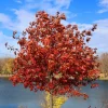 Red Oak Live Plant - Quart Pot Seedling - Fast-Growing Native Shade Tree - Image 1