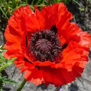 Red Oriental Poppy Seeds - Perennial Scarlet Flowers, 1000 Seeds, Non-GMO, Outdoor - Image 1